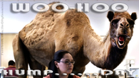 Woo Hoo Hump Day