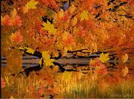 Falling Leaves