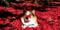 Dog Enjoying Fall Leaves