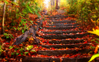 Autumn Leaves on Steps