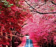Red Leaves of Fall