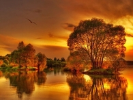 Nature in Gold