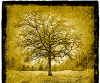 Frozen Tree