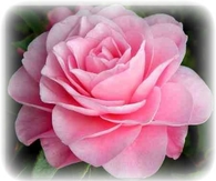 Beautiful Pink Rose