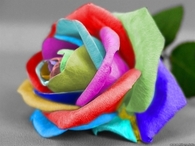 Rainbow Rose