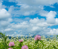 Red clover and buckwheat