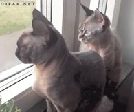Cat Falling Asleep