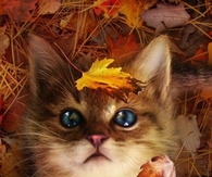 Cute KItty & Fall Leaves