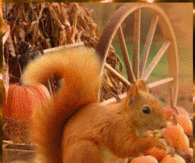 Red Squirrel in Fall