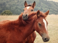 horses