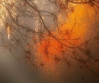 Autumn Mist