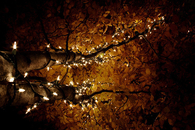 Autumn Tree Lights