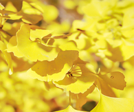Autumn is a second spring when every leaf is a flower