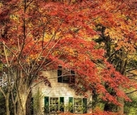 Rich fall colors