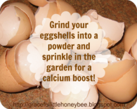 Eggshell calcium boost for gardening