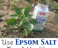 Healthy garden using epsom salt