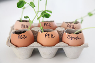 Eggshell Starters