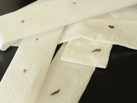 How to make seed tape
