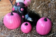 Painted Pink & Black Pumpkins
