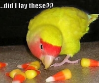 Did I lay these