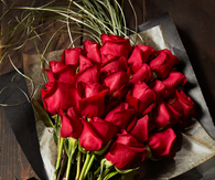 Beautiful Red Roses
