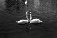 Swans In Love