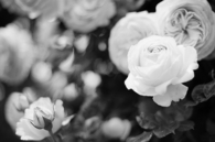 Vintage Flowers