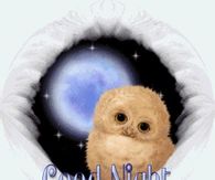 Good Night Owl