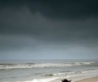 Horses on the beach