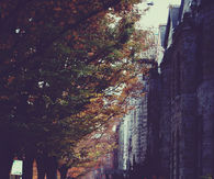 Fall foliage