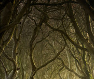 Spooky winding branches