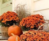 Pumpkins and Flowers