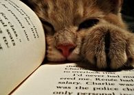Sleeping Cat
