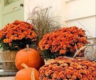 Mums and pumpkins on the porch