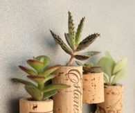 Tiny succulent cork planters