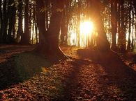 Forest Sunset