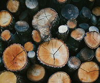 Tree stumps