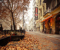 Leaves in the fall