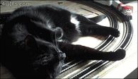 Cat & the Railroad Train