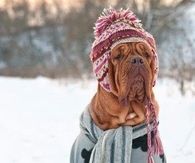 Hunde