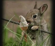 Cute bunny having a nice cream!