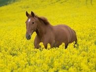 Horse in a field of Yellow Rapeseed (Canola) Flowers