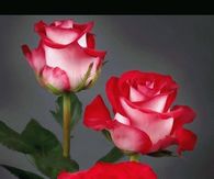 Saturday Morning Calls You With a Bouquet of Roses.