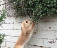 Determined Bunny