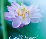 Good morning have a beautiful day