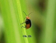 Oh Hi