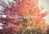 Hello autumn