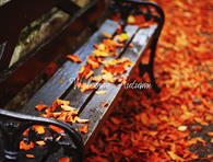 Welcome Autumn