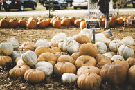 Old fashioned pumpkins
