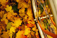 Leaves